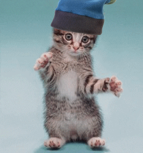 Happy Happy Happy Cat Wearing Bonnet Dancing GIF