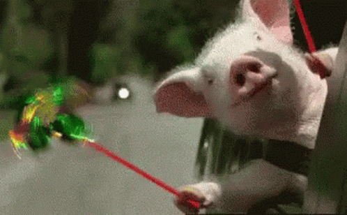 Happy Happy Happy Meme Enjoying Pig GIF