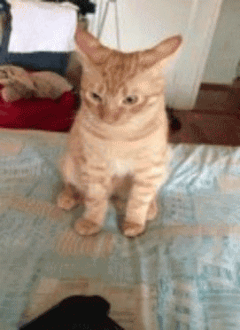 Happy Happy Happy Snobbish Fabulous Cat GIF