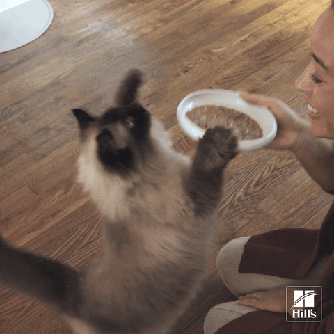 Happy Happy Happy Spinning Cat Yay GIF