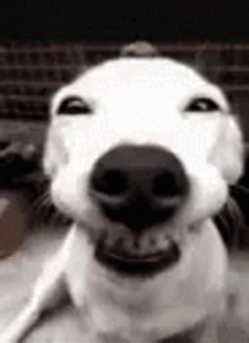 Happy Happy Joy Joy Dog Smiling GIF