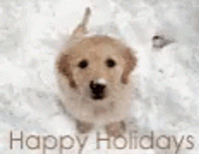Happy Holiday Cute Puppy Waiting GIF