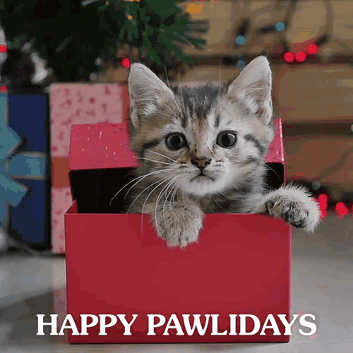 Happy Holidays Cat Pawlidays GIF