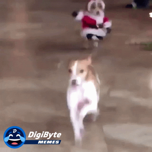 Happy Holidays Meme Funny Santa Dog GIF