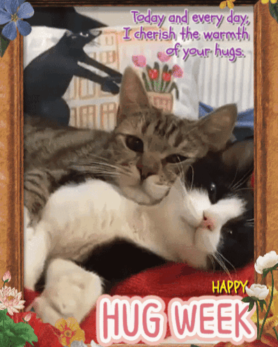 Happy Hug Week Two Cats on Bed