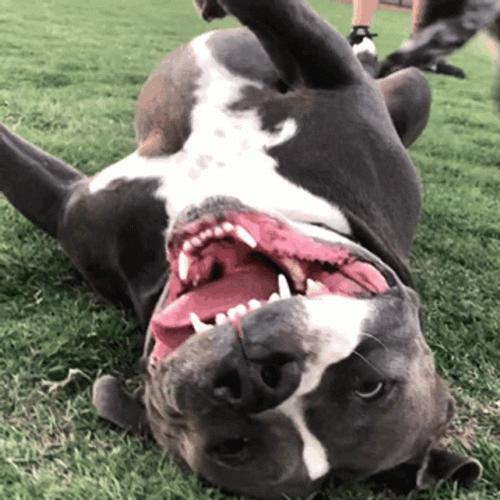 Happy Lay Down Pitbull  GIF