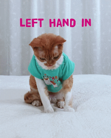 Happy Left Handers Day Cat Left Hand In GIF