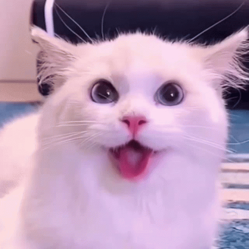 Happy Meme Turkish Angora Cat GIF