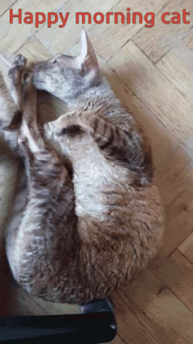 Happy Morning Cat Laying on Its Back