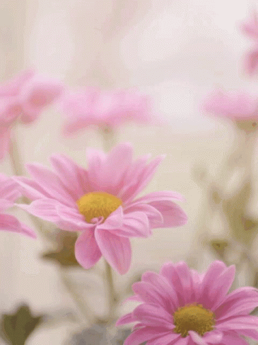 Happy Mothers Day Quotes Falling Petals GIF