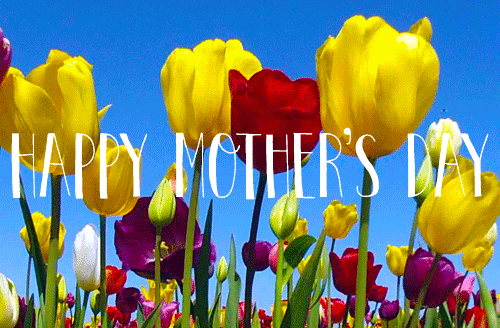 Happy Mothers Day Quotes Tulips Field GIF