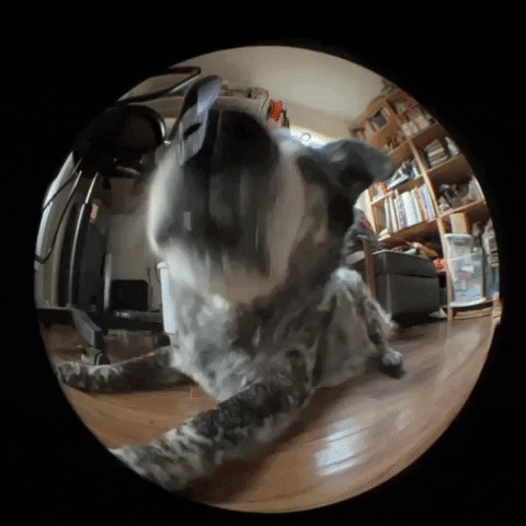 Happy National Dog Day Dog On Lense GIF