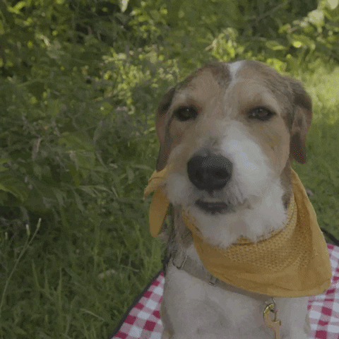 Happy National Dog Day Fellas GIF