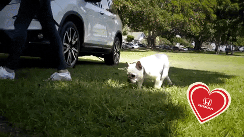 Happy National Dog Day From Honda GIF
