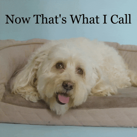 Happy National Dog Day Good Boy GIF