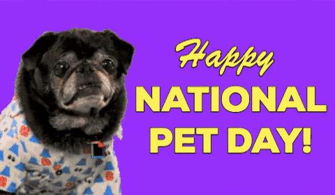 Happy National Dog Day It's Pet Day GIF