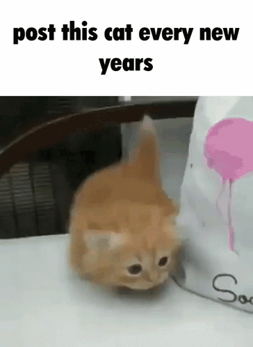Happy New Year Meme Munchkin Cat GIF