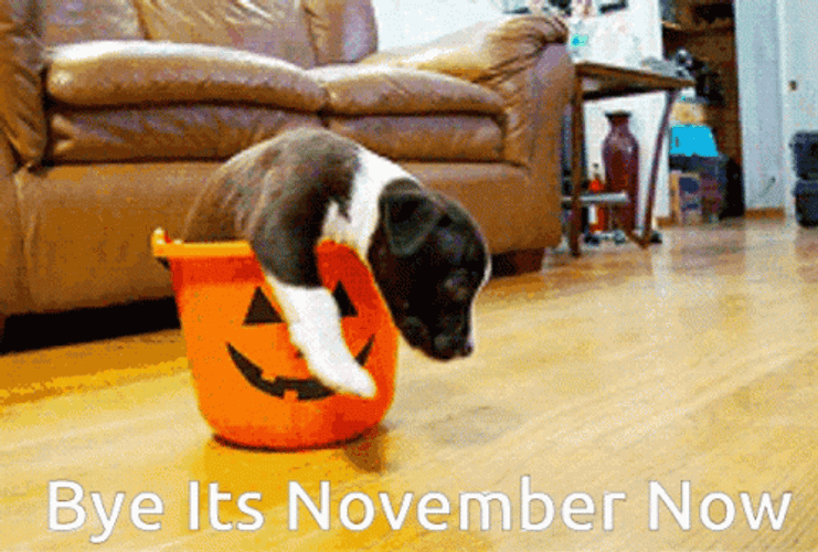 Happy November 1St Dog In Halloween Bucket GIF