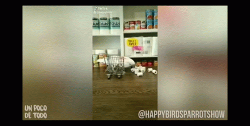 Happy Parrot Show on Screen
