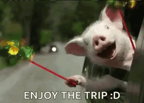 Happy Pig Enjoy The Trip GIF