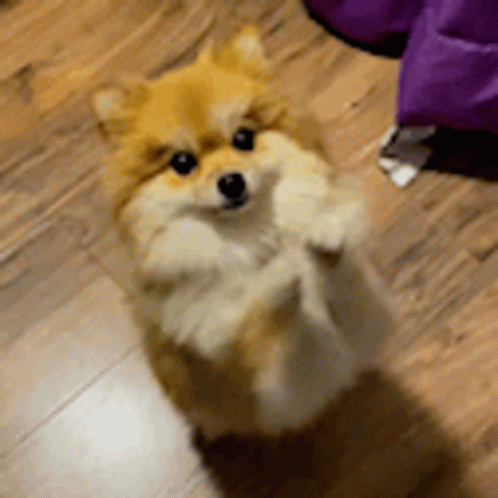 Happy Pomeranian Dog GIF