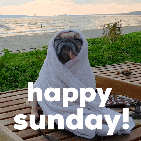 Happy Pug Black Sunday GIF