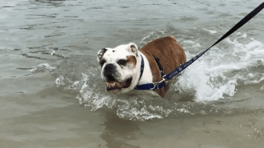 Happy Pug Dog Swim GIF