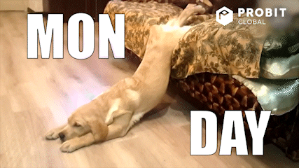 Happy Rainy Monday Dog Slip GIF