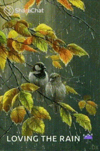 Happy Rainy Wednesday Birds On The Tree GIF