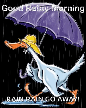 Happy Rainy Wednesday Duck GIF