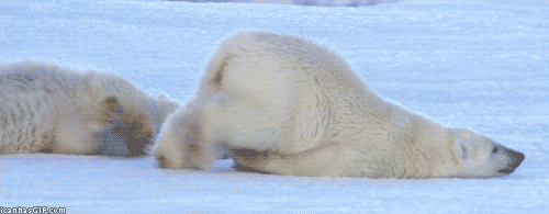 Happy Rainy Wednesday Polar Bear GIF