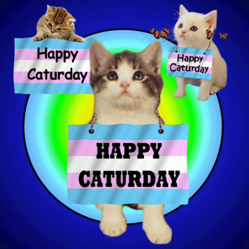 Happy Saturday Sign with Cats and Toilets