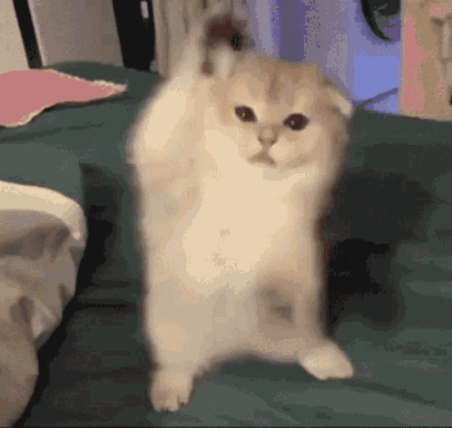Happy Scottish Fold Cat Meme GIF