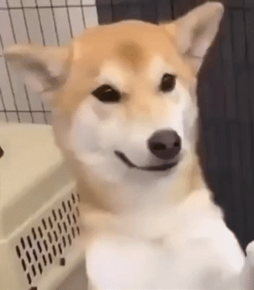 Happy Shiba Inu Dog Cute Adorable Smile GIF