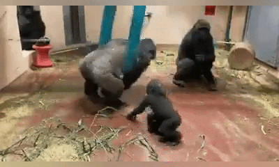 Happy Sisters Day Gorilla GIF