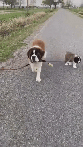 Happy Sisters Day St. Bernard Dog Breed GIF