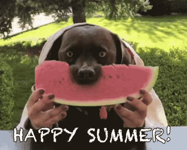 Happy Summer Cute Eating Dog GIF