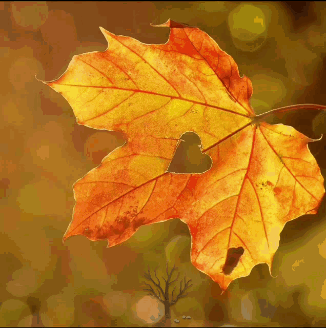 Happy Sunday Autumn Season GIF