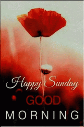 Happy Sunday Good Morning Card with Red Flower