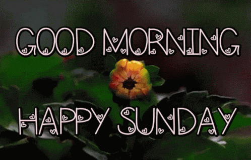 Happy Sunday Morning Blooming Flower GIF