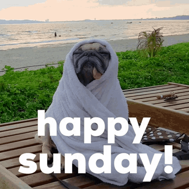 Happy Sunday Pug In Beach GIF