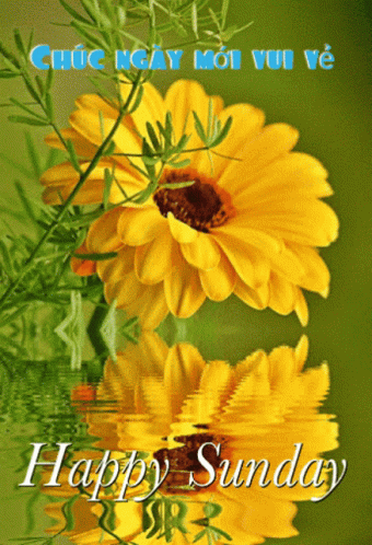 Happy Sunday Sunflower Visual Art GIF