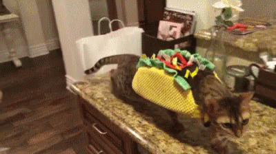 Happy Taco Tuesday Cat Dressed As Taco GIF