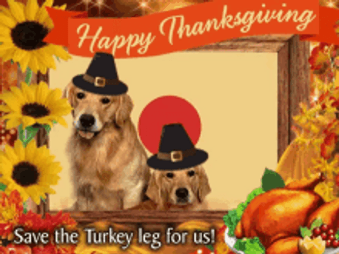 Happy Thanksgiving Cute Dogs Computer Design GIF