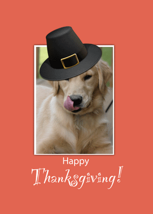 Happy Thanksgiving Dog Wearing Hat Graphic Design GIF