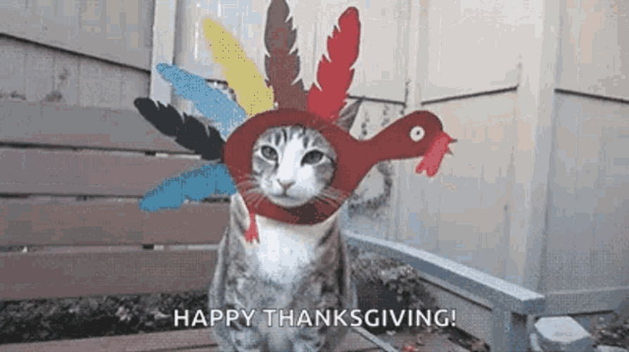 Happy Thanksgiving Native American Cat GIF