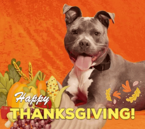 Happy Thanksgiving Pitbull GIF