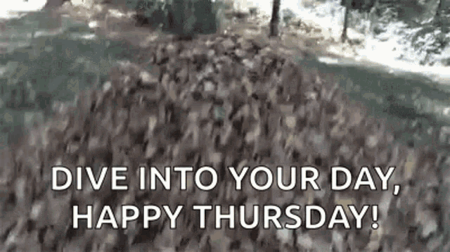 Happy Thursday Dive GIF