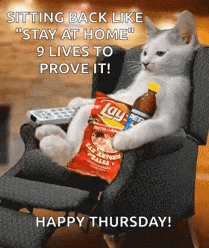 Happy Thursday Funny Cat Chilling At The Sofa GIF