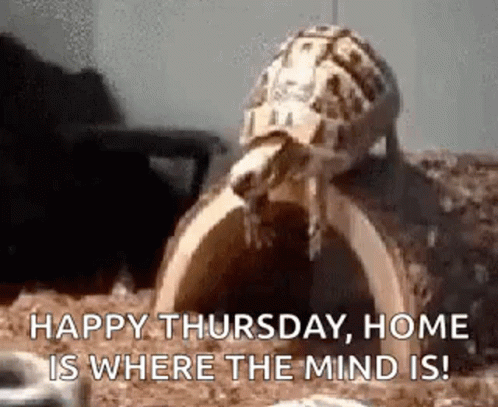 Happy Thursday Funny Turtle Flapping GIF